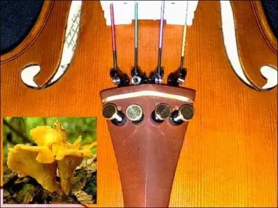 Retrouver le sens de cette expression détournée : Presser sur le bolet.