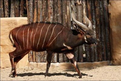 Cet animal est un bongo, de la famille des antilopes, quelle est la particularité de cette espèce ?
