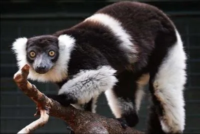 Quelle est cette race ?