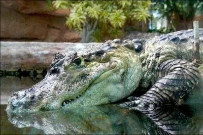 Qu'est-ce qui aide à la détermination du sexe, à la naissance des reptiles ?