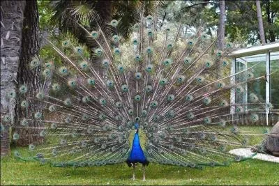 Où dorment les paons ?