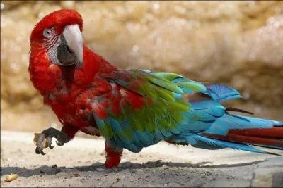 Quelle est l'espèce de cet oiseau ?