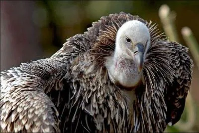 Combien d'ufs peuvent pondre les vautours de Rppell ?
