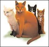 Combien de frères et surs a Étoile de Feu, connus dans les livres ? (du moins français)