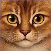 Quel était le rang d'Étoile de Feu (le nom ne veut rien dire) à la naissance de Poil d'Écureuil et de Feuille de Lune avec pour mère Tempête de Sable ?