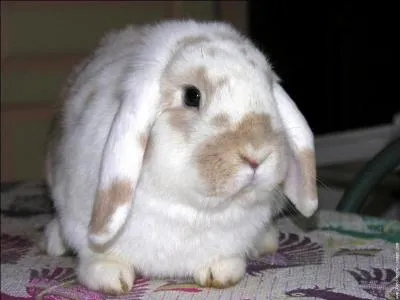 De quelle(s) couleur(s) est ce lapin, et quelle est sa race ?