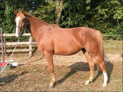 Comment s'appelle un cheval castré ?