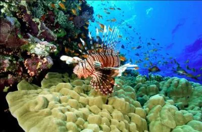 Quelle est la particularité de la mer Rouge ?