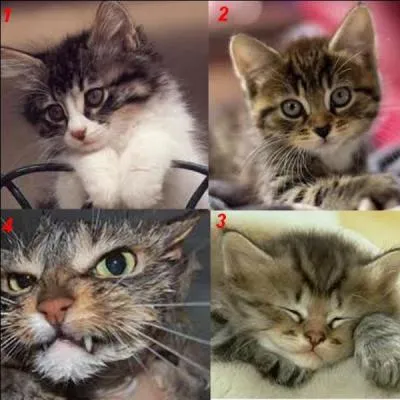 Quel est le chat de Gargamel ?