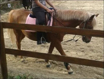 D'après la photo, on dit que c'est un cheval :