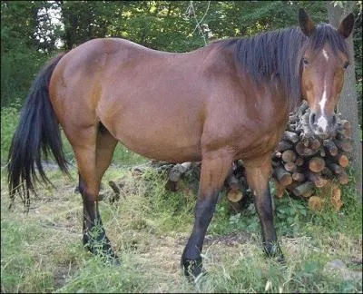 Ce cheval est-il un Criollo ?