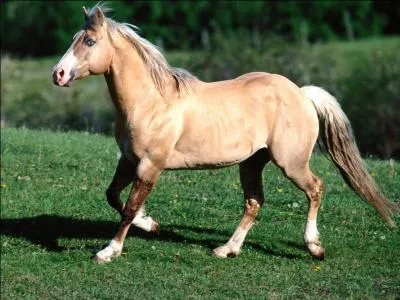 Ce cheval est-il un Akhal-Téké ?
