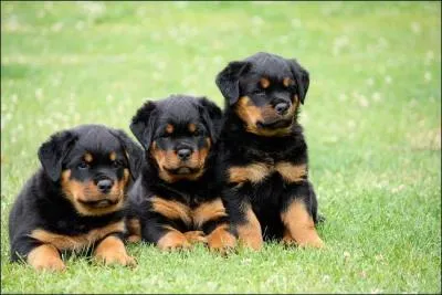 Comment s'appellent ces chiots ?
