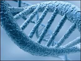 Quelle est l'une des caractéristiques de l'ADN ?
