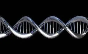 Cochez la r&eacute;ponse juste concernant la composition de l'ADN au niveau des nucl&eacute;otides.