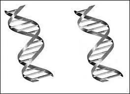 Que peut-on dire des brins constituant les nucl&eacute;otides ?