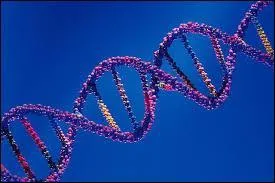 De quoi la liaison mettant en lien les brins des nucl&eacute;otides est-elle faite ?