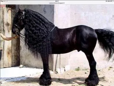 Quelle est cette race ?