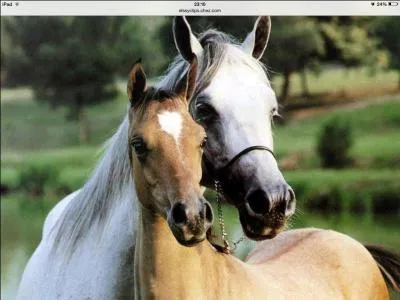 Combien de mois dure la grossesse d'une jument ?