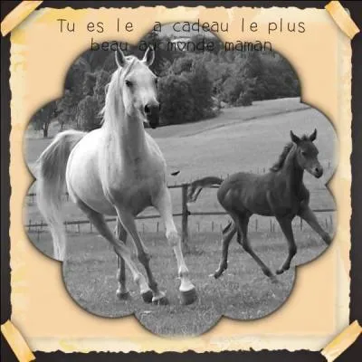 A quelle famille appartiennent les chevaux et poneys ?