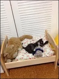 Dans quel département français trouve-t-on la commune de "Les Pieux" ?