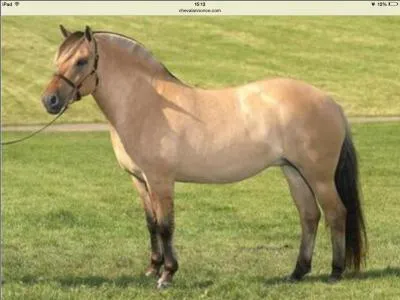 Quelle est cette race ?