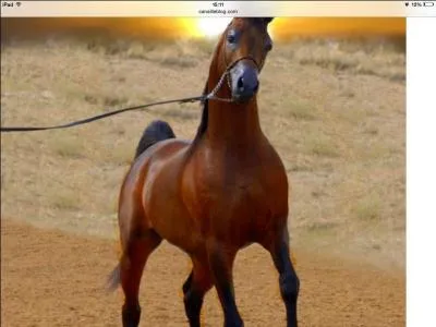 Quelle est cette race ?