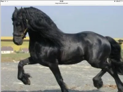 Quelle est cette race ?