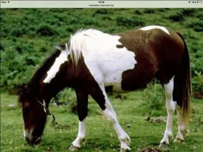 Quelle est cette race ?