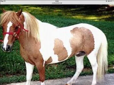 Quelle est cette race ?