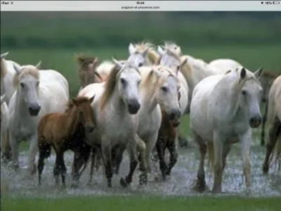 Quelle est cette race ?