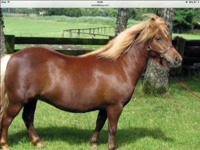 Quelle est cette race ?