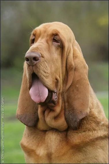 Quel est ce chien représenté sur la photo et qui a un excellent flair ?