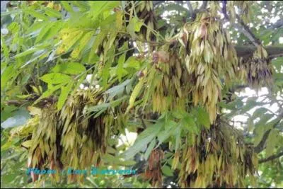 Comment s'appellent les fruits du frêne ?