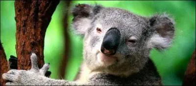 Quel est celui qui pour dormir correctement doit être allongé ?