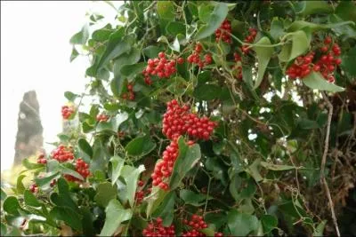 Cette plante se retrouve sous forme de sirop dans la potion magique des Schtroumpfs, mais quelle est-elle ?