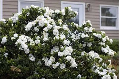Quelle fleur a des pétales blancs ?