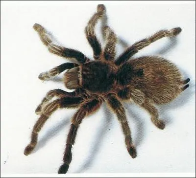 Une mygale mange un fer de lance en 17 heures. Qu'entend-on par « Fer de lance » dans ce contexte ?