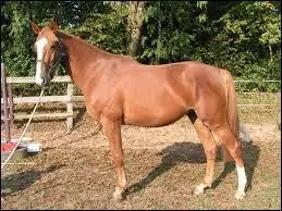 Qu'est-ce qu'un hongre ?