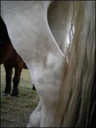 A quoi correspond le jarret du cheval pour l'homme ?
