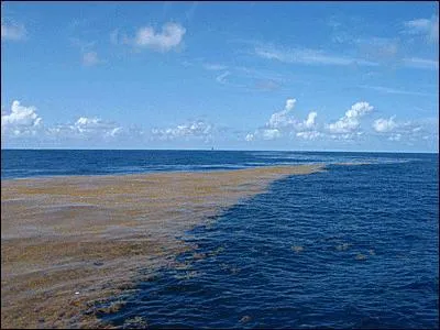 Où vont frayer les anguilles ?