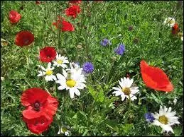 Coquelicots, bleuets et marguerites sont des plantes dites :