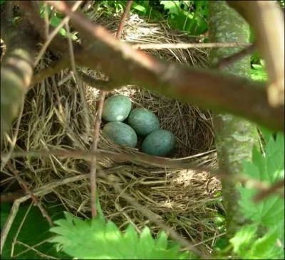 Il faut tailler les haies au printemps !