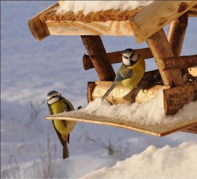 Il faut toucher le moins possible aux mangeoires des oiseaux de votre jardin !