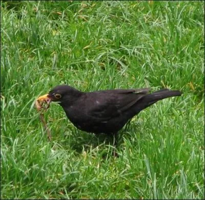 La pelouse n'intéresse que les merles !