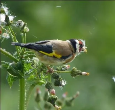 Il faut toujours laisser pour les oiseaux un petit coin sauvage dans son jardin !