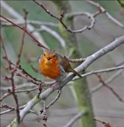 Certains arbres sont plus riches en insectes que d'autres !