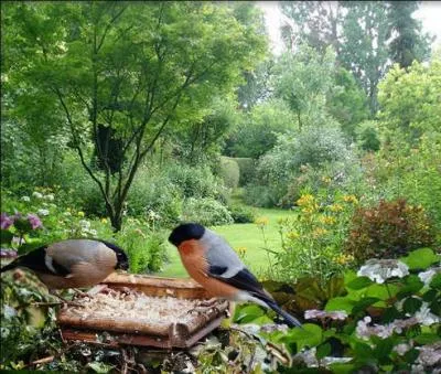 Ils faut différents étages de végétation, pour que notre jardin attire les oiseaux !