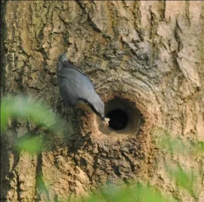 Les arbres morts sont inutiles !
