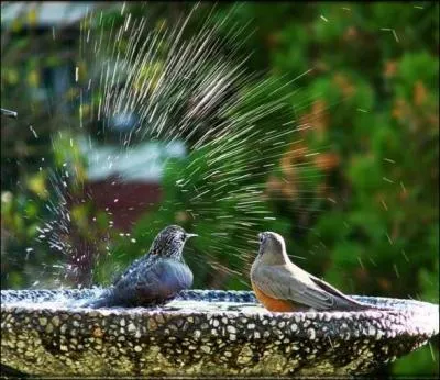 Une soucoupe pleine d'eau est l'abreuvoir idéal !
